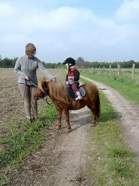 Shetlænder Ranaldi *SOLGT* billede 6