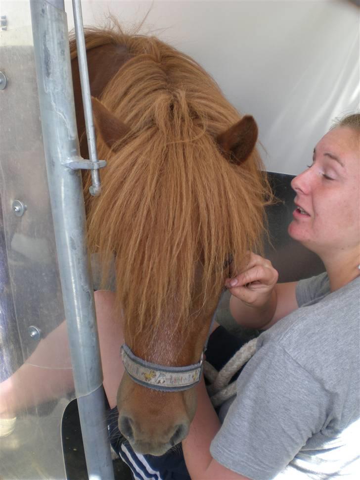 Shetlænder Ranaldi *SOLGT* billede 7