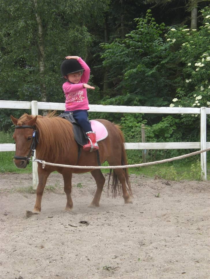 Shetlænder Ranaldi *SOLGT* billede 8