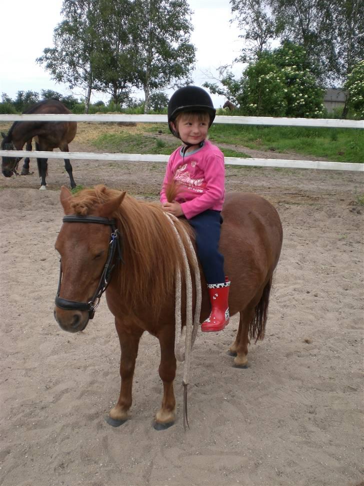 Shetlænder Ranaldi *SOLGT* billede 9