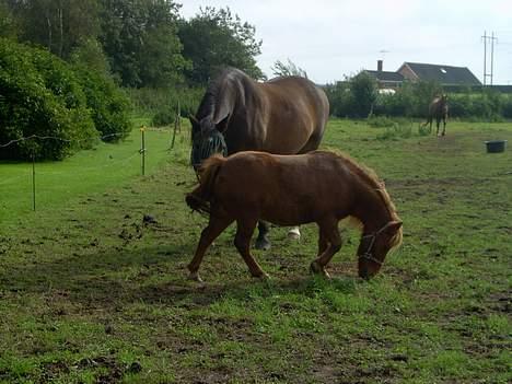 Shetlænder Ranaldi *SOLGT* billede 10