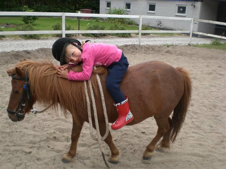 Shetlænder Ranaldi *SOLGT* billede 11