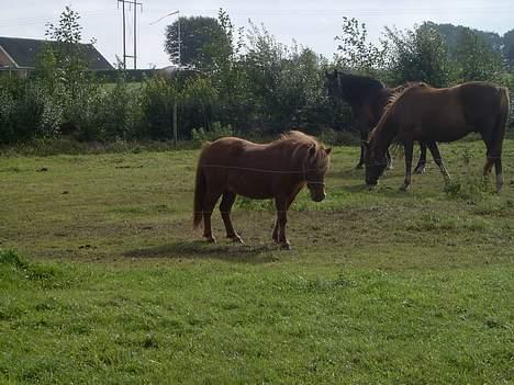 Shetlænder Ranaldi *SOLGT* billede 12