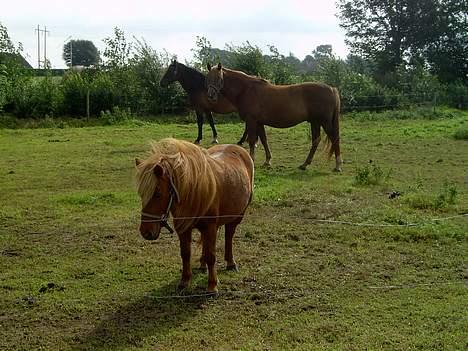 Shetlænder Ranaldi *SOLGT* billede 13