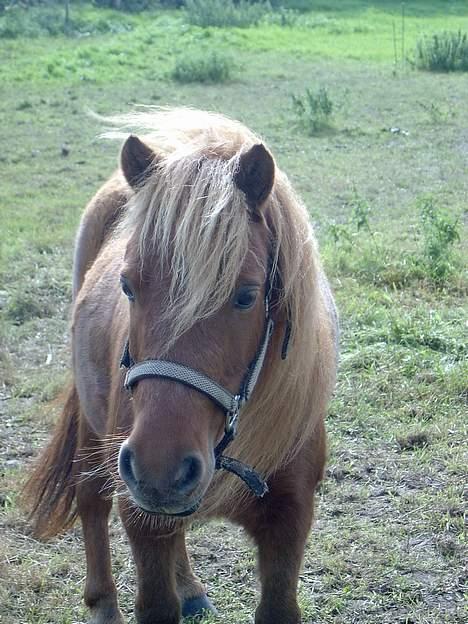 Shetlænder Ranaldi *SOLGT* billede 14