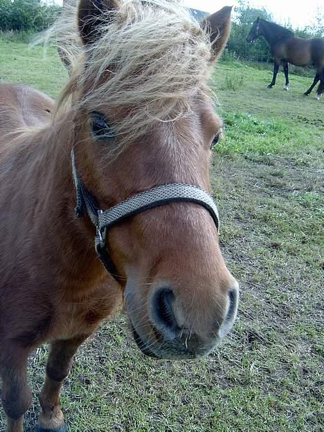 Shetlænder Ranaldi *SOLGT* billede 15