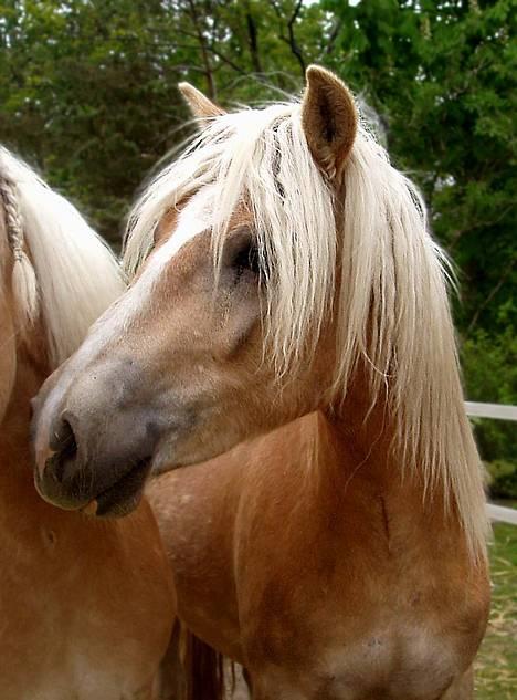 Tyroler Haflinger Whipster Elghuset - SOLGT - (Foto: Lima) billede 1