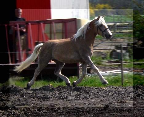 Tyroler Haflinger Whipster Elghuset - SOLGT - (Foto: Lima) billede 2