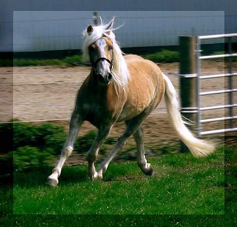 Tyroler Haflinger Whipster Elghuset - SOLGT - (Foto: Lima) billede 4