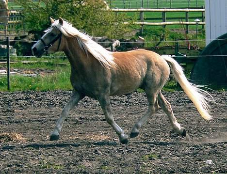 Tyroler Haflinger Whipster Elghuset - SOLGT - (Foto: Lima) billede 5