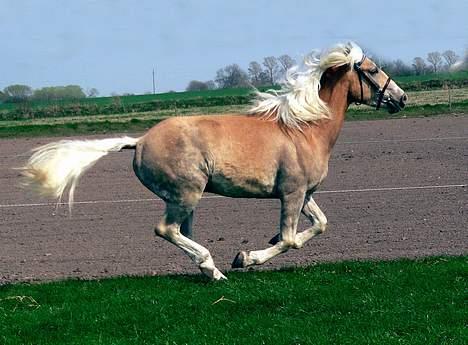 Tyroler Haflinger Whipster Elghuset - SOLGT billede 6