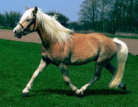 Tyroler Haflinger Whipster Elghuset - SOLGT - (Foto: Lima) billede 7