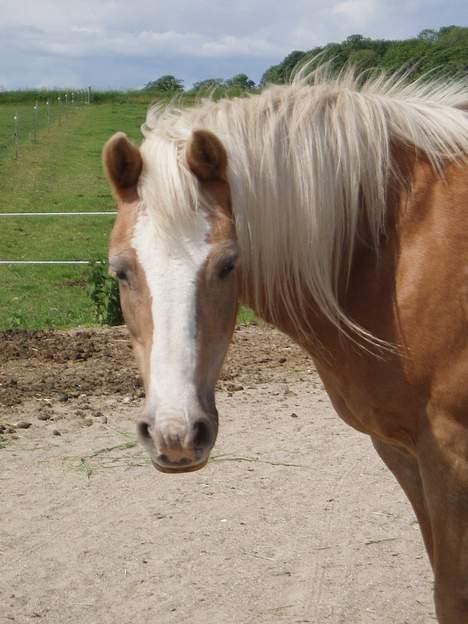 Tyroler Haflinger Kathi - Død  - Sommer 2005 billede 2