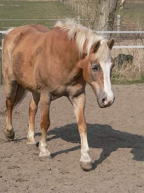 Tyroler Haflinger Kathi - Død  - Sommer 2005 billede 3