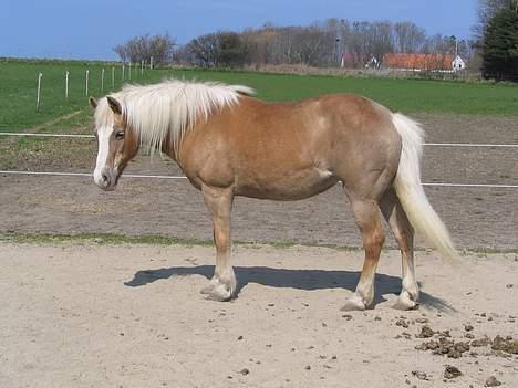 Tyroler Haflinger Kathi - Død  - Sommer 2005 billede 4