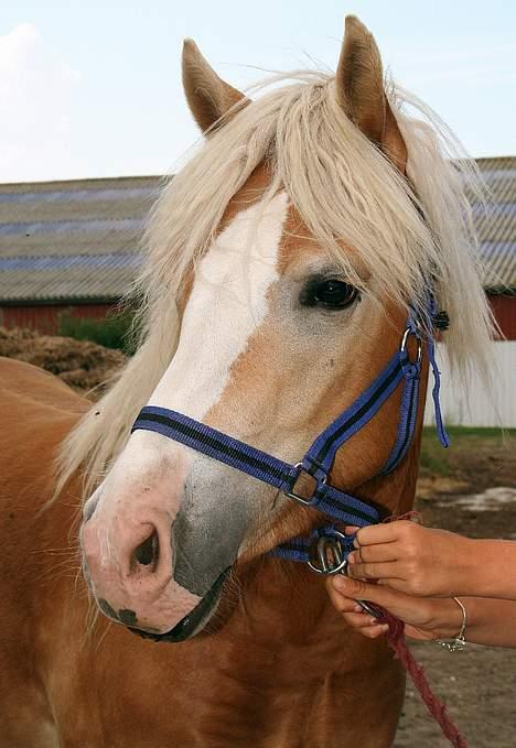 Tyroler Haflinger Sylgiva - (Foto: Lima) billede 4