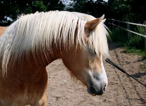 Tyroler Haflinger Sylgiva - (Foto: Lima) billede 5