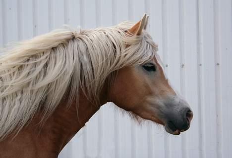Tyroler Haflinger Sylgiva - (Foto: Lima) billede 6