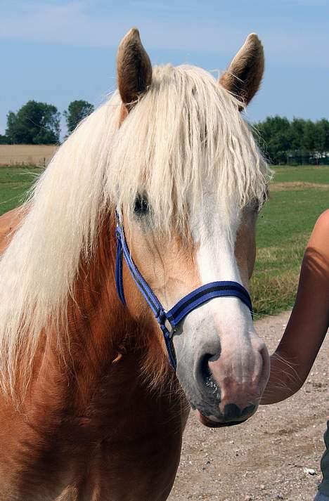 Tyroler Haflinger Sylgiva - (Foto: Lima) billede 8