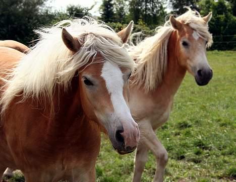Tyroler Haflinger Sylgiva - (Foto: Lima) billede 9