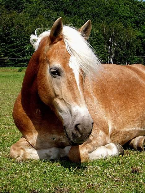 Tyroler Haflinger Hella - Foto: Lima billede 2