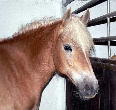 Tyroler Haflinger Hella - Foto: Lima billede 3