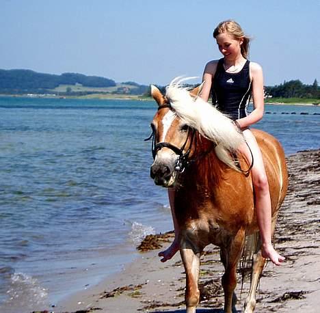 Tyroler Haflinger Hella - Foto: Lima billede 4