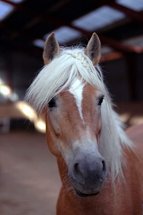 Tyroler Haflinger Hella - Foto: Thomas Hornum Jensen billede 5