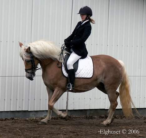 Tyroler Haflinger Hella - Stævne med Line. (aka "Lima") billede 7