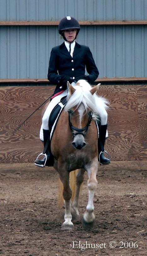 Tyroler Haflinger Hella - Stævne med Line. (aka "Lima") billede 8