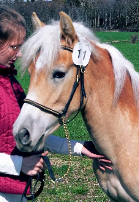 Tyroler Haflinger Hope Elghuset - SOLGT billede 4