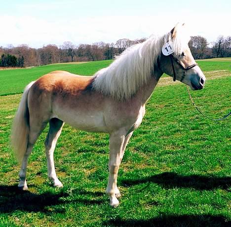 Tyroler Haflinger Hope Elghuset - SOLGT - (Foto: Lima) billede 5