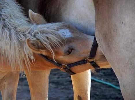 Tyroler Haflinger Hope Elghuset - SOLGT - (Foto: Lima) billede 8