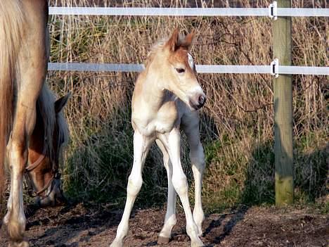 Tyroler Haflinger Hope Elghuset - SOLGT - (Foto: Lima) billede 9