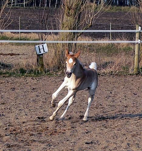 Tyroler Haflinger Hope Elghuset - SOLGT - (Foto: Lima) billede 10