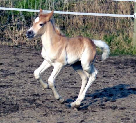 Tyroler Haflinger Hope Elghuset - SOLGT billede 12