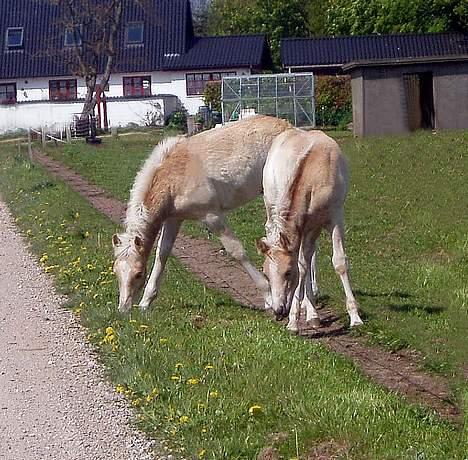 Tyroler Haflinger Hope Elghuset - SOLGT - Begge vores føl fra 2005. Hope Elghuset og Winterstorm Elghuset billede 13