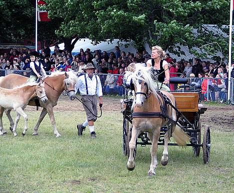 Tyroler Haflinger Grace billede 3