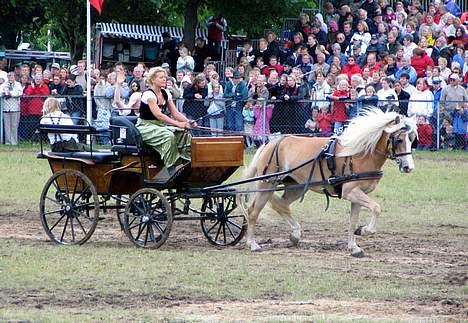 Tyroler Haflinger Grace billede 1