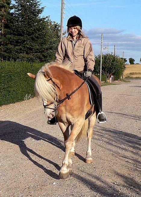 Tyroler Haflinger Grace billede 4