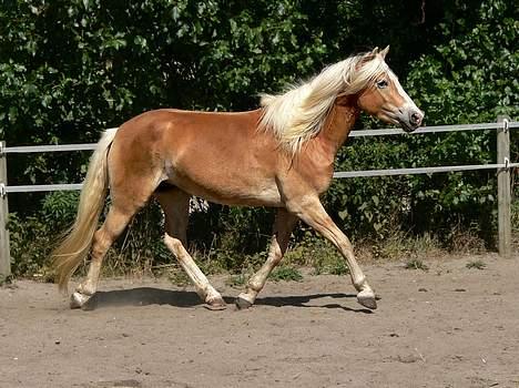 Tyroler Haflinger Grace - (Foto: Lima) billede 5