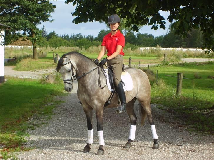 Welsh Partbred (Sec F) Mr. Morgan*solgt* billede 1