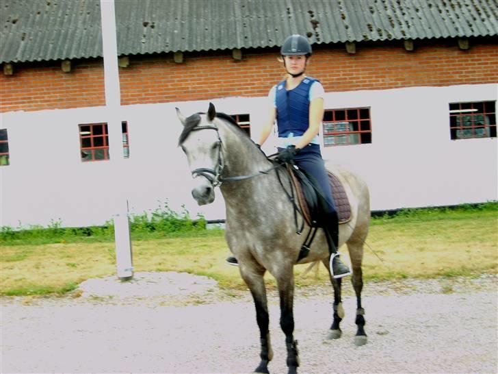 Welsh Partbred (Sec F) Mr. Morgan*solgt* billede 6