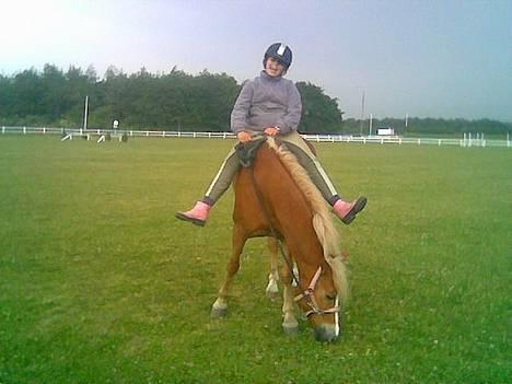 Anden særlig race hafling/newforest Lukas billede 16