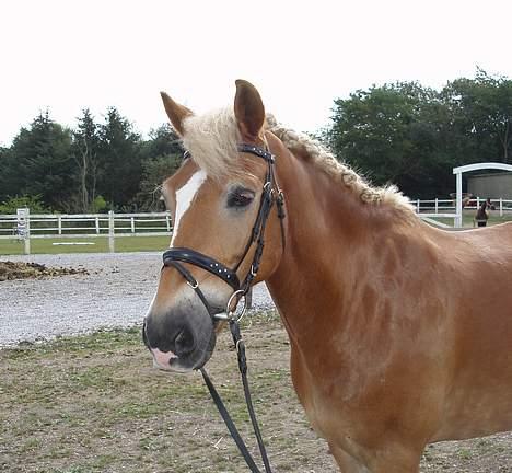 Anden særlig race hafling/newforest Lukas billede 17