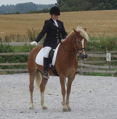 Anden særlig race hafling/newforest Lukas billede 18