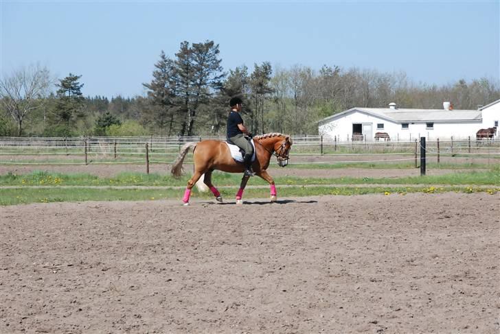 Anden særlig race hafling/newforest Lukas billede 19