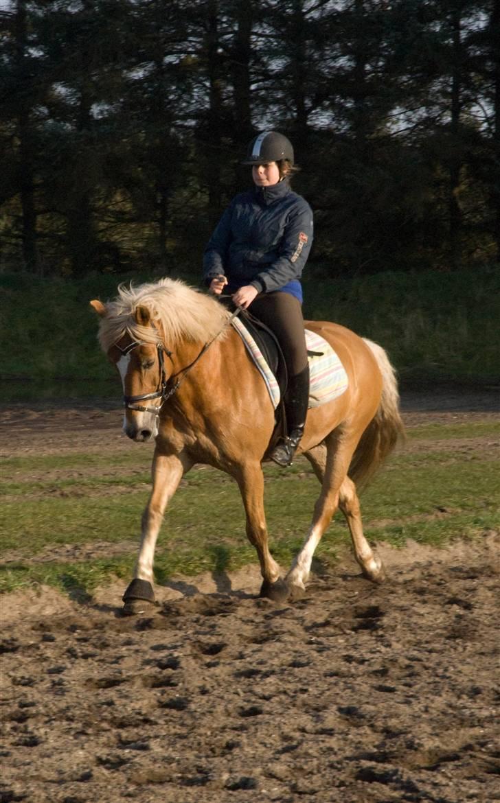 Anden særlig race hafling/newforest Lukas billede 20