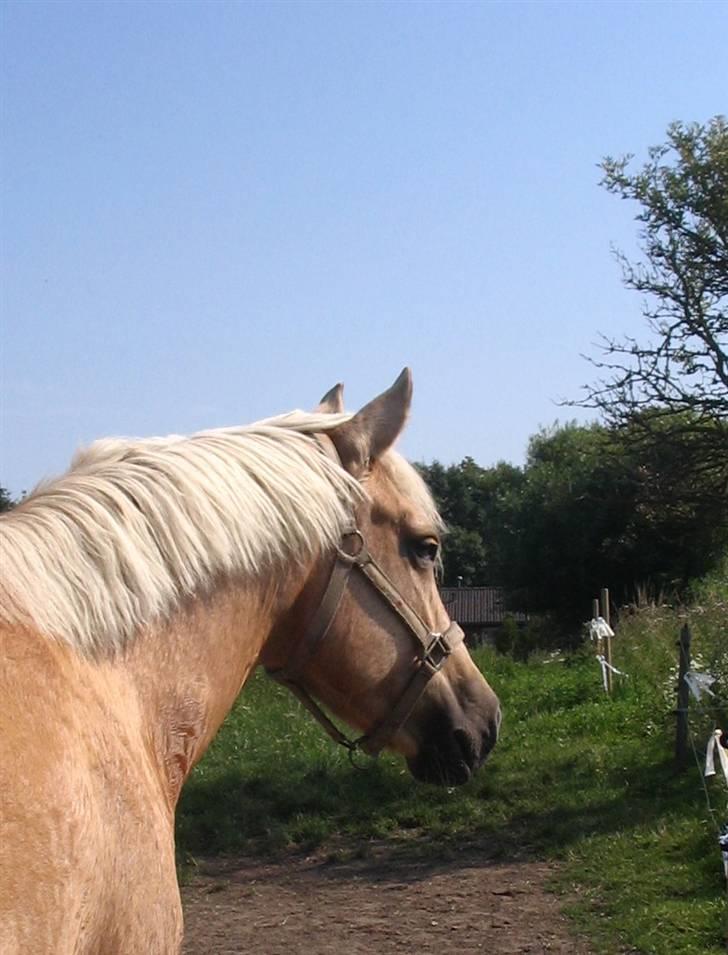 New Forest Stegstedgårds Frida - Frida <3  billede 9