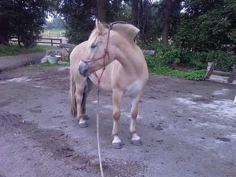 Fjordhest Nr. dam's Magic Survivor billede 15